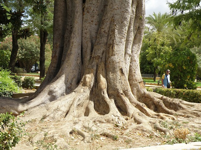 Jardin de murillo