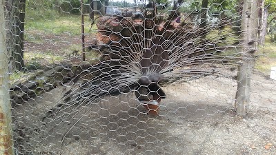 Photos of La Casona