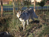 L'Orée du Loup à Ménestreau-en-Villette
