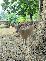 Photo n°1 de La ferme du Chaudron Magique à Brugnac (Ferme bio)