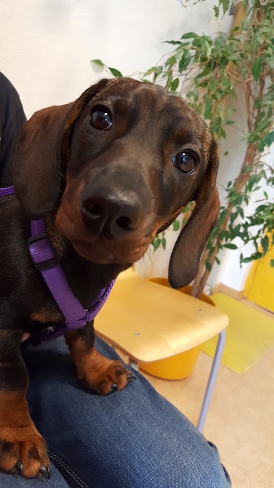 Photos of Dr. med. vet. Sabine Ruppert