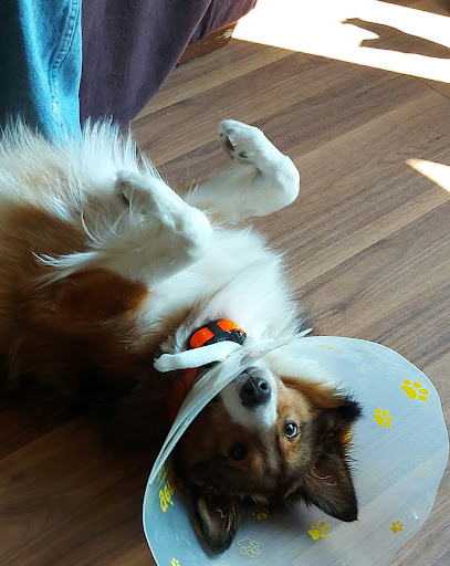 Columbia Summit Veterinary - Thumbnail