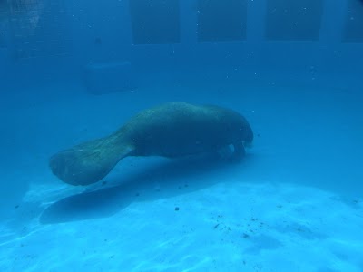 Manatee Exhibit