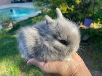 Elevage lapin nain à Martigues