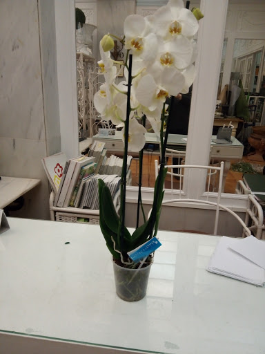 Flors Amanda - Thumbnail