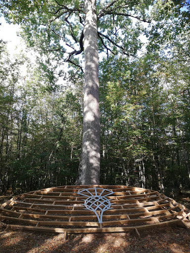 Chêne Stebbing- Forêt Domaniale de Tronçais - Thumbnail