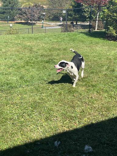 Watauga Humane Society - Thumbnail