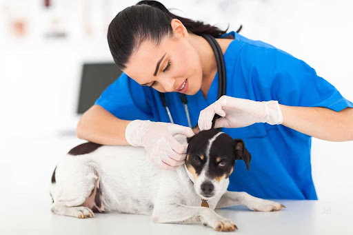 A trusted Pet Health Care Center in Gota offers comprehensive veterinary services to ensure your… post image