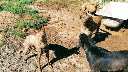 Centro canino La Serranía