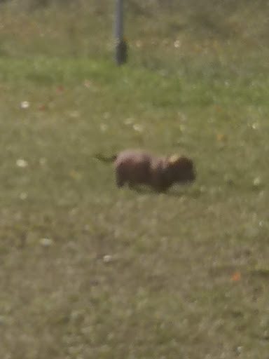North Hill Dog Park - Thumbnail
