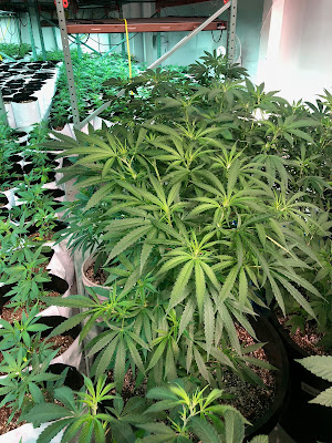 Photo of Bask Cannabis Dispensary Fairhaven