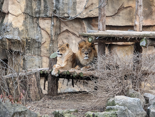 Big Cat Country - Thumbnail