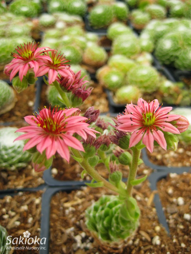 Sakioka Wholesale Nursery
