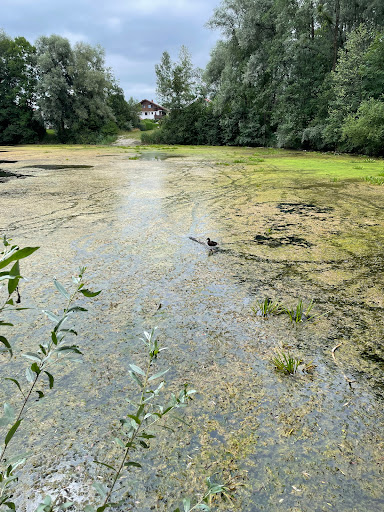 Weiher Großkarolinenfeld Gallery - Germany