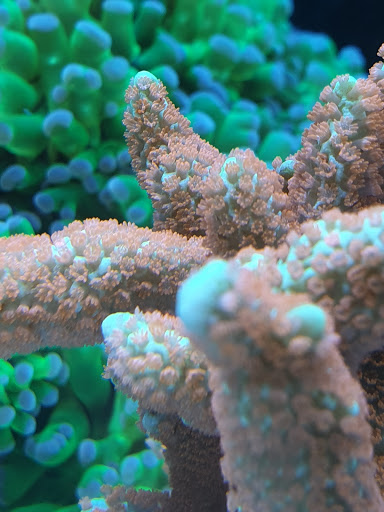 SMF-Aquaristik - Thumbnail