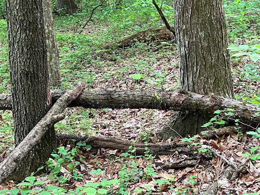Trails near Black Creek