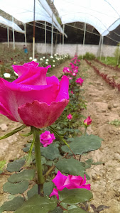 Familia Hermoza Greenhouse 0