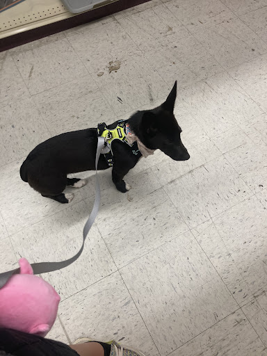 Apollo's Self Serve Pet Wash - Thumbnail