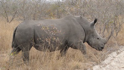 Photos of Simbambili Game Lodge