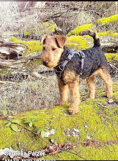DODO’s HUNDESALON für alle Rassen. Fritzlar, Wabern, Homberg-Efze - Thumbnail