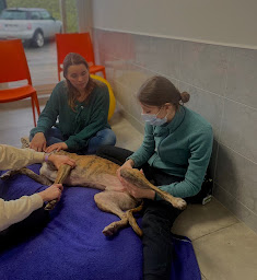 Photo n°22 de Clinique vétérinaire du Chapeau Rouge à Téteghem-Coudekerque-Village (Clinique vétérinaire)