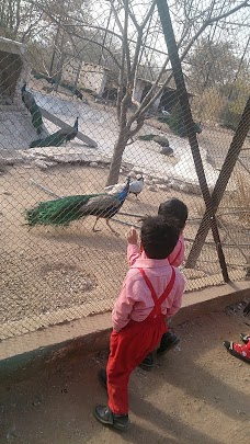 Safari Zoo rawalpindi Apechs