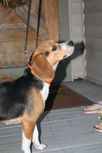 Hoosick Veterinary Clinic - Thumbnail