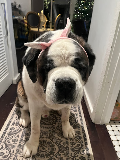 Shear Bliss Mobile Dog Spa Gallery - United States