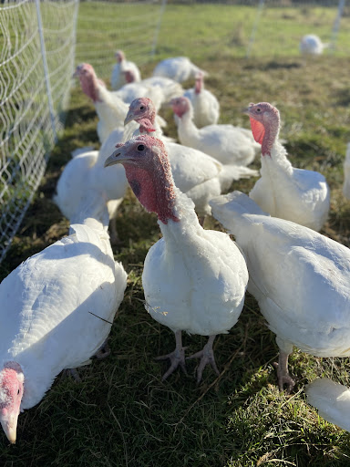 Wild Harts Farm - Thumbnail