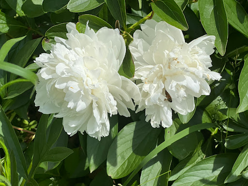 Plant Shack LLC Gallery - United States