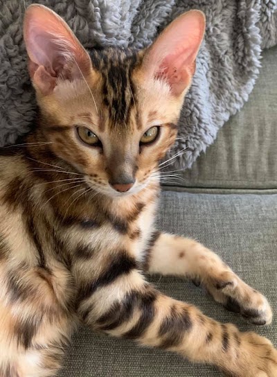 Deluxe Cattery - Bengal Cats For Sale