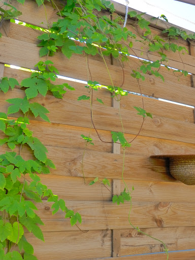 Photo de JARDIN EAU BOIS