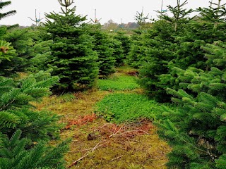 Fir Christmas Trees