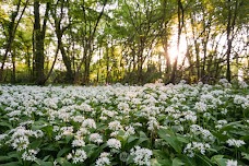 Moorgrove Wood bristol