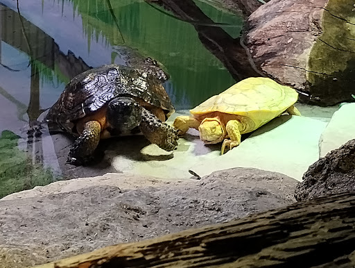 Belle Isle Nature Center Gallery - United States