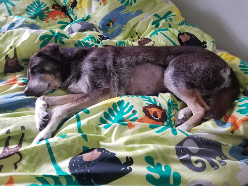 Affordable Animal Hospital: Eagle Rock - Thumbnail