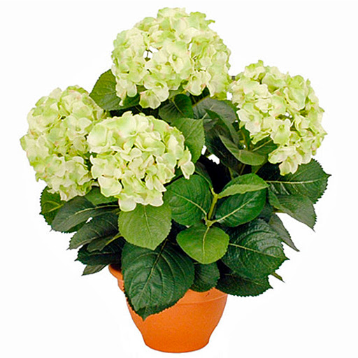 Plant New Day - Deco webshop voor huis en tuin