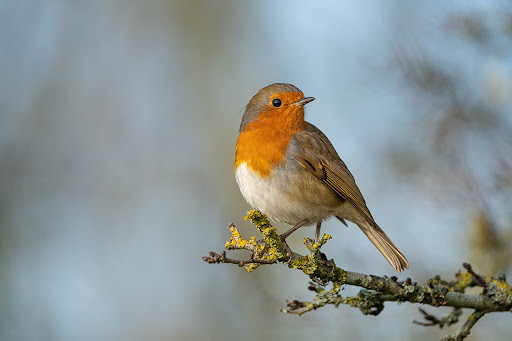 Linford Lakes Nature Reserve - Permit Only Site - Thumbnail