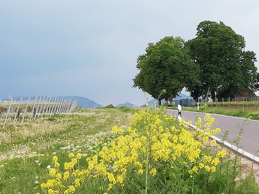Unter den Linden - Impflingen - Thumbnail