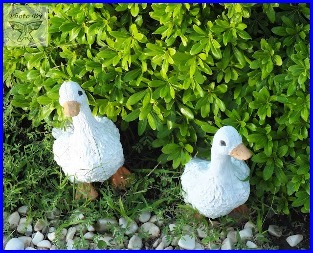 Kahraman Barboom Bodrum