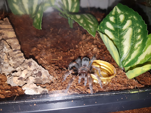 Fatbob's Exotics - Thumbnail