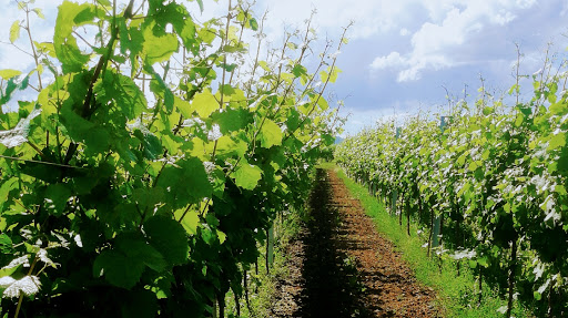 Weingut Wittmann