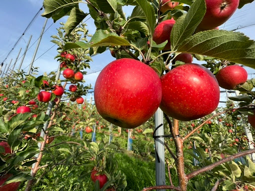 Obsthof Zörner / Obstvertrieb Zörner GmbH