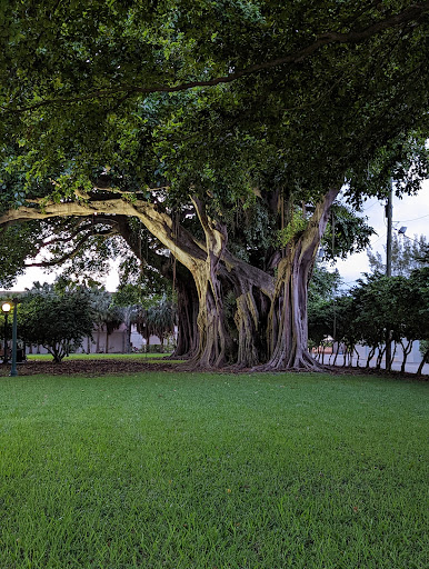 Flamingo Park - Visual