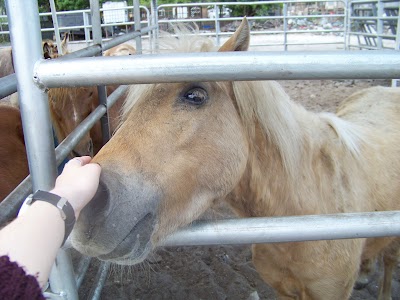 Ponies & Petting Zoo of Miami.