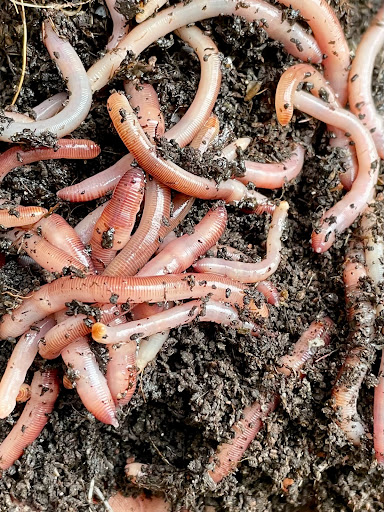 The Wormman - Visual