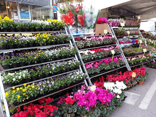 Floricoltura Montin di Montin Federico