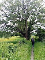 Photo n°9 de Qi Gong-massage-randonnée-marche nordique à Saint-Léonard-des-Bois (Centre de sports d'aventure)