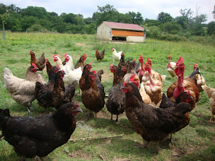 Photo n°4 de La ferme de Rudé à Parleboscq (Ferme bio)