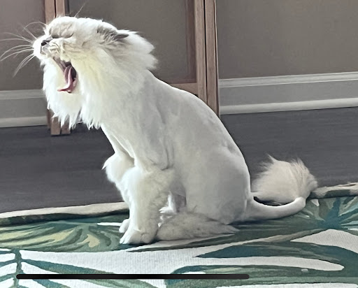 Delaware Pet Stuff - Visual